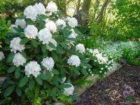 Rhododendron yak. 'Schneekrone'