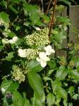 Hortensia 'Kyushu'