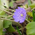 Blå anemone Blå anemone