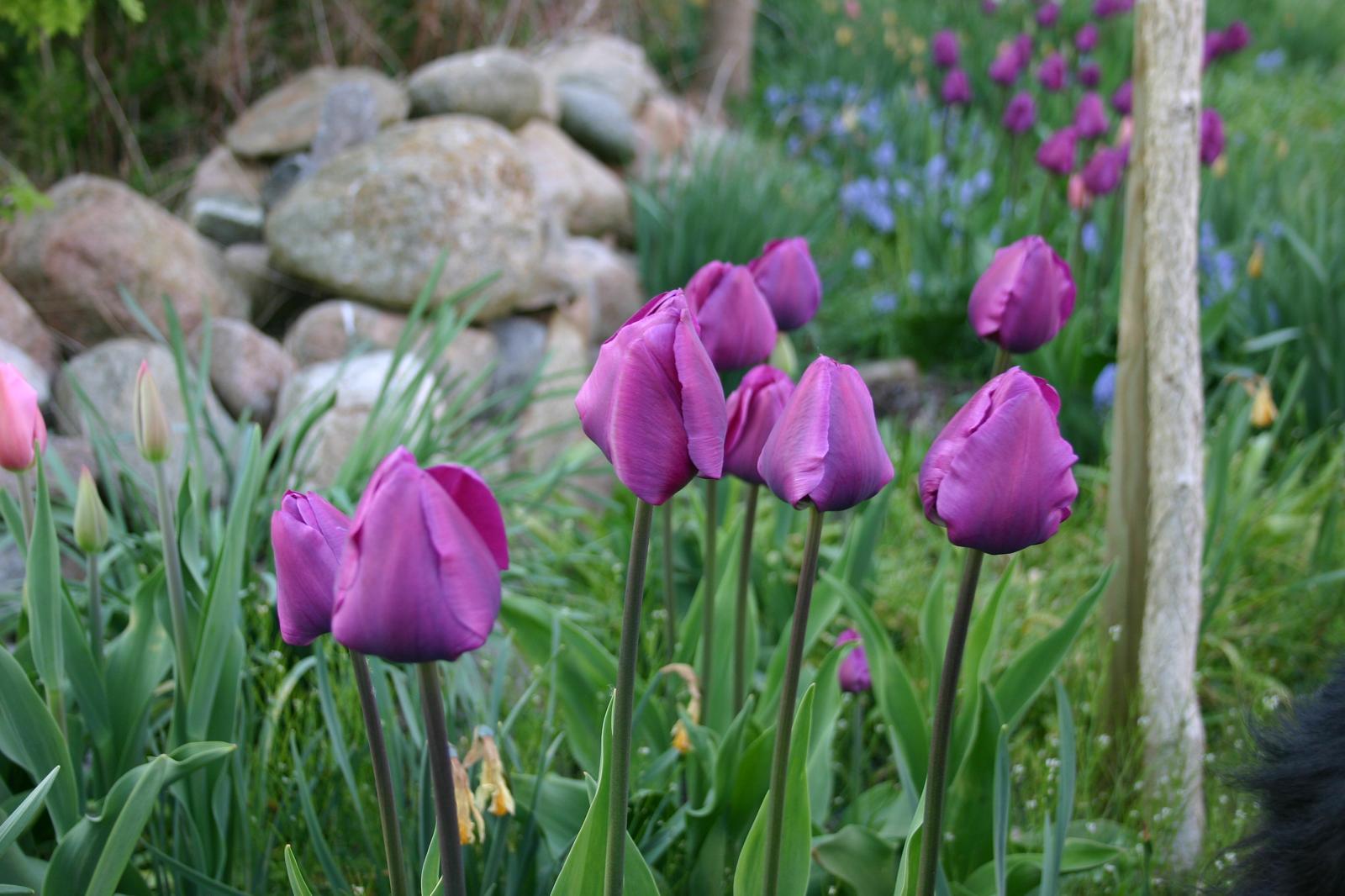 Tulipaner