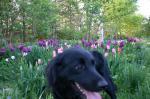 Hund i tulipaner Hund i tulipaner
