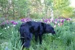Cita og tulipanerne Cita og tulipanerne