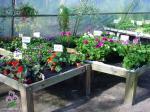 Bugner af blomster Bugner af blomster