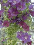 Clematis 'Gipsy Queen' Clematis 'Gipsy Queen'