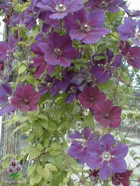 Clematis 'Gipsy Queen'