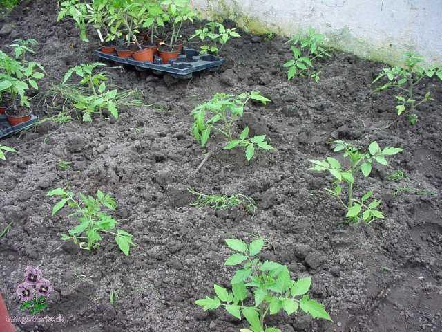 Tomater udplantes