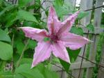 Clematis 'Hagley hybrid'