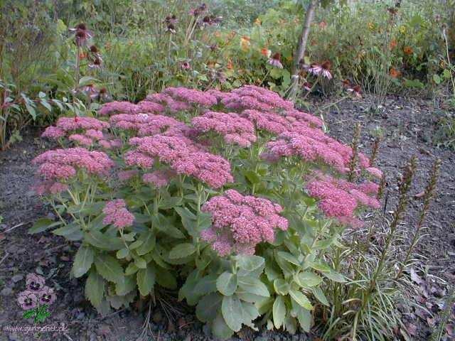 Sankthansurt - Sedum telephium 'Herbstfreude'