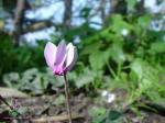 Cyclamen