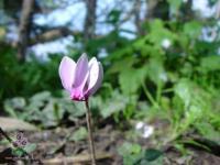 Cyclamen