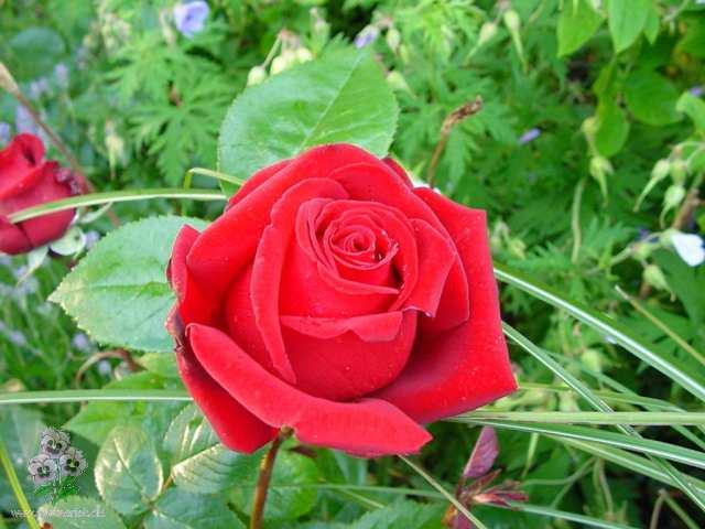 En smuk rose