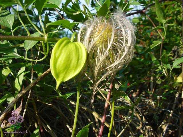 Clematis