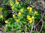 Eranthis