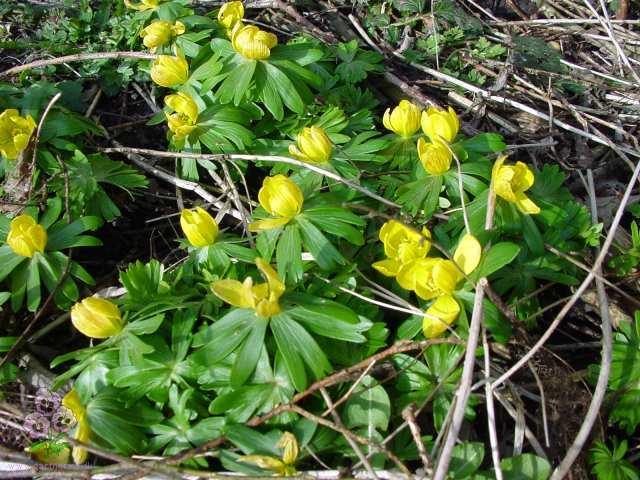 Eranthis