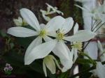 Stedsegrøn clematis