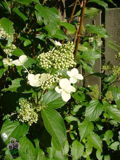 Hortensia 'Kyushu'